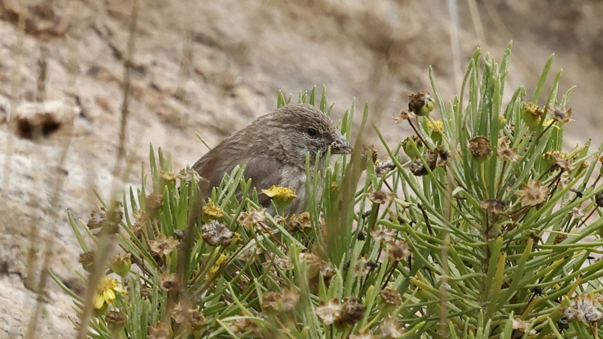 Yemen Serin - ML654581389