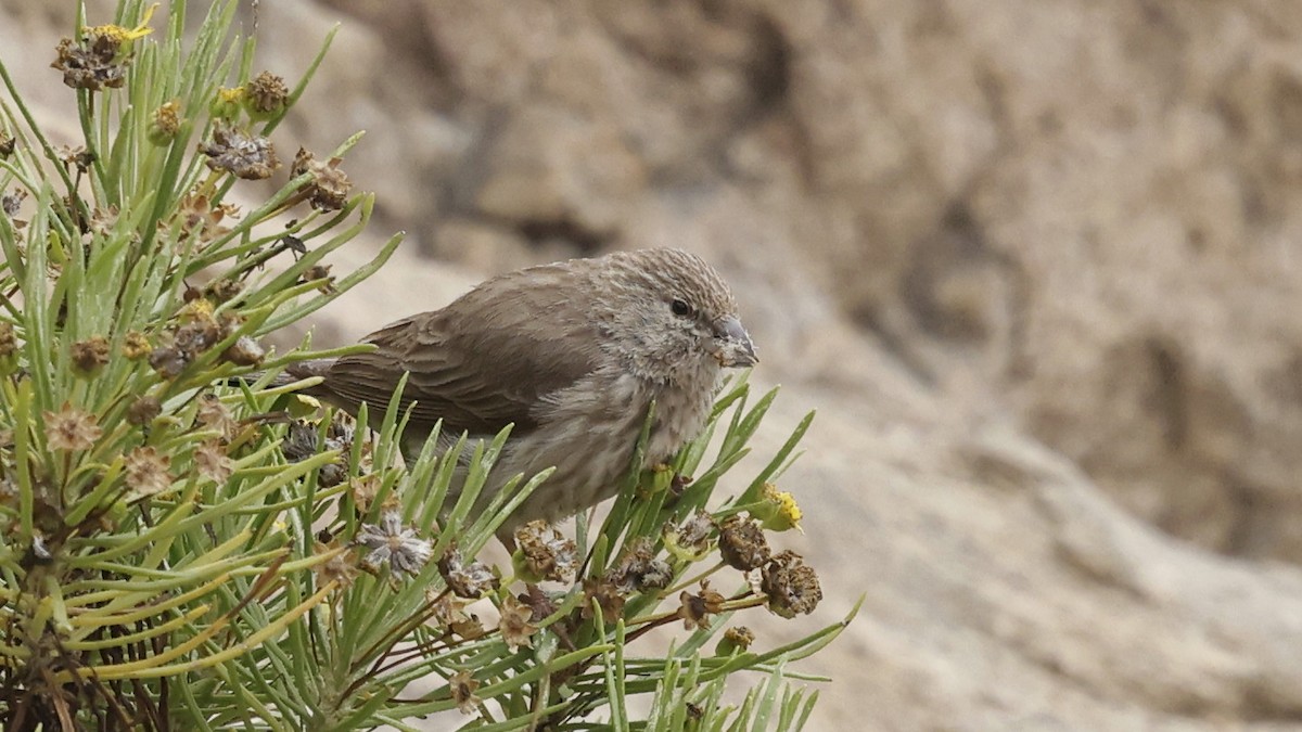 Yemen Serin - ML654581390