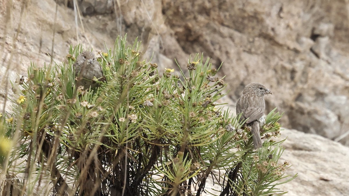 Yemen Serin - ML654581391