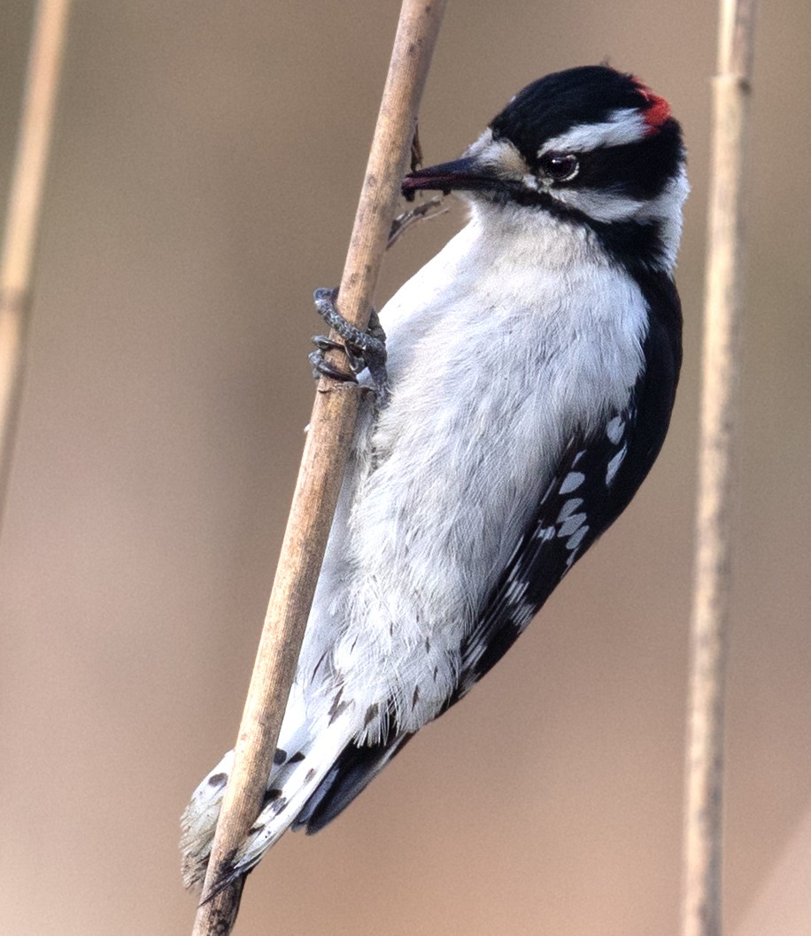 Downy Woodpecker - ML654581950