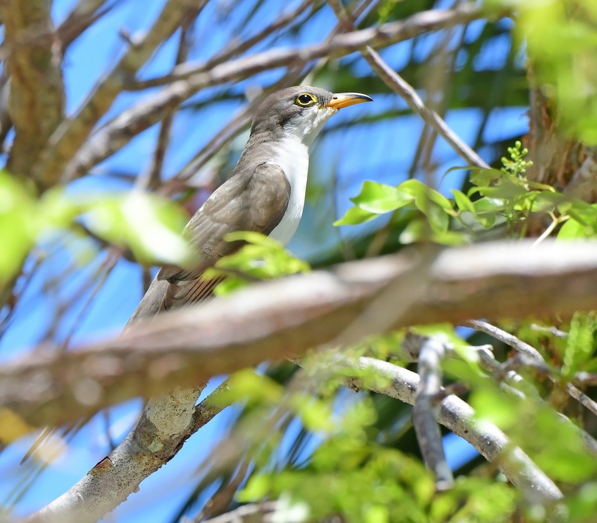 Yellow-billed Cuckoo - ML654584839