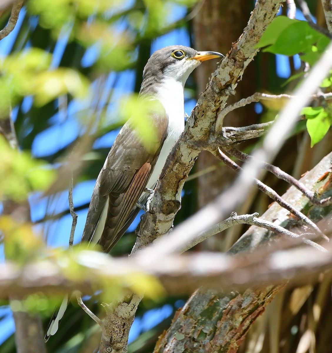 Yellow-billed Cuckoo - ML654584859
