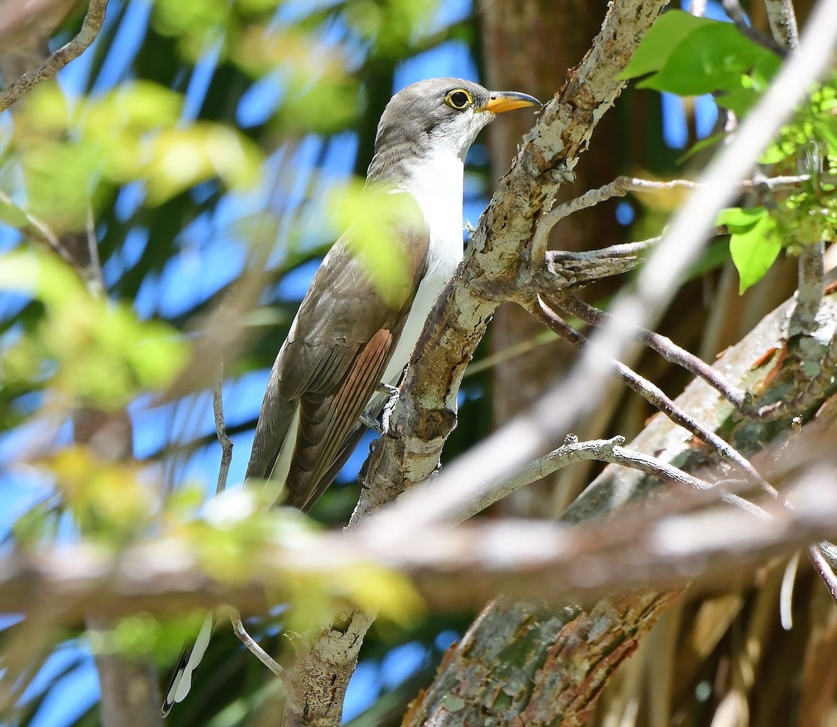 Yellow-billed Cuckoo - ML654584877