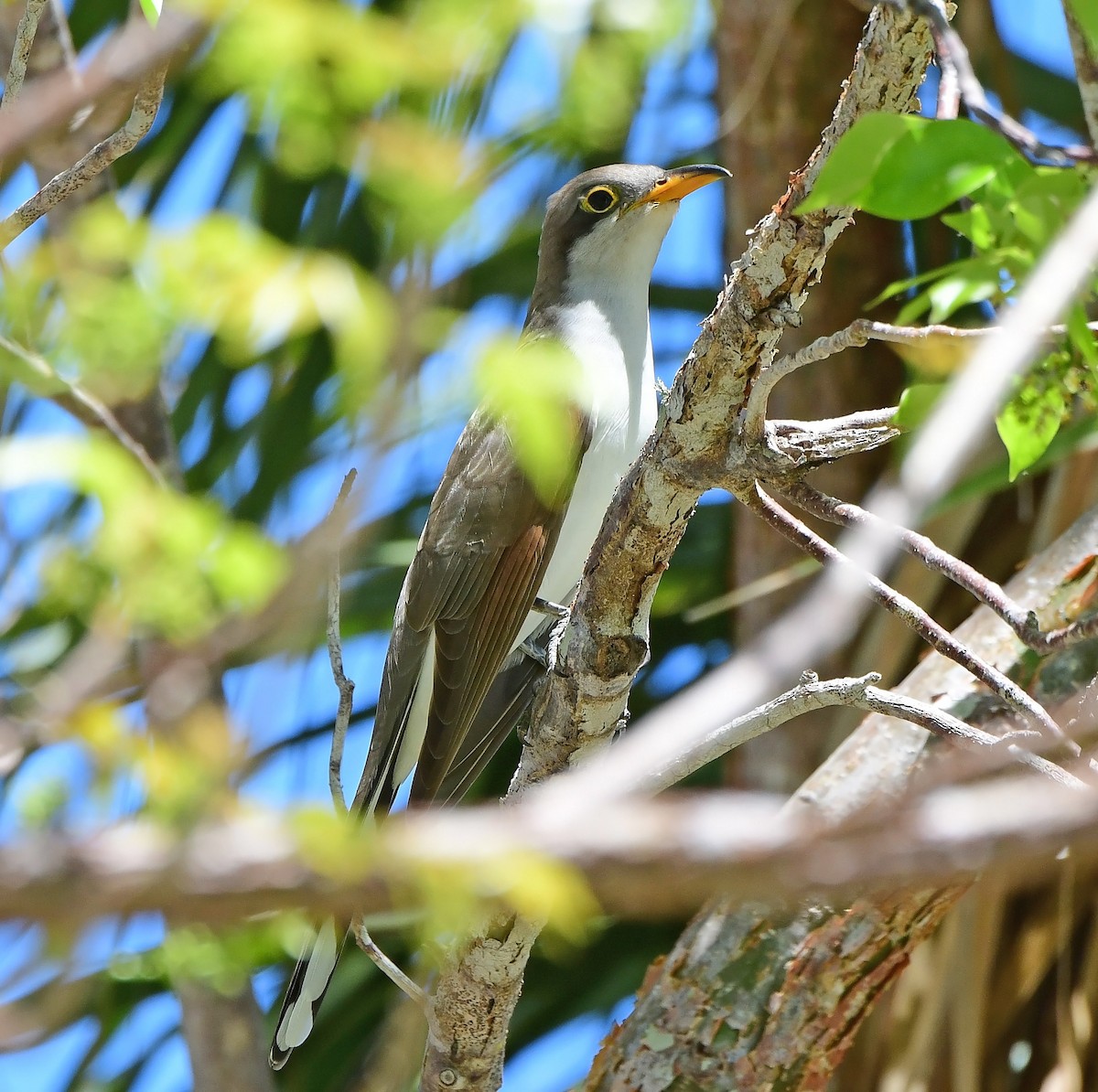 Yellow-billed Cuckoo - ML654584897