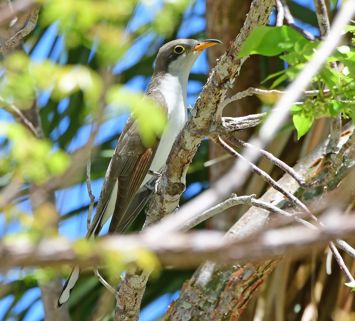 Yellow-billed Cuckoo - ML654584908