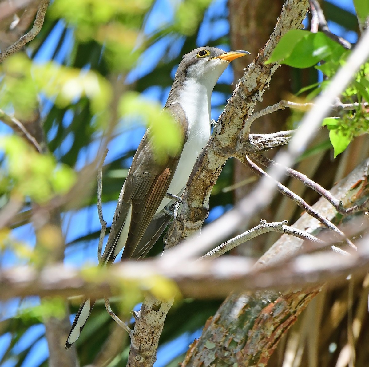Yellow-billed Cuckoo - ML654584931