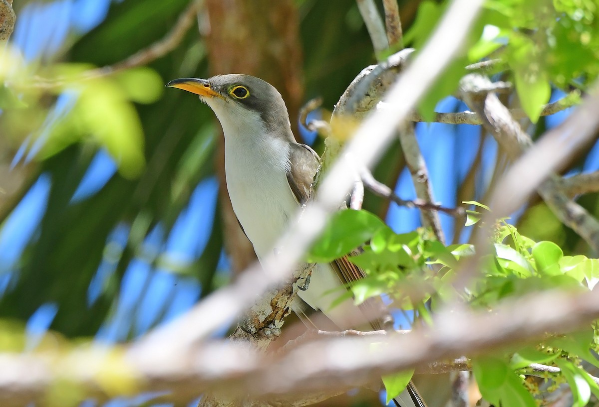 Yellow-billed Cuckoo - ML654584941