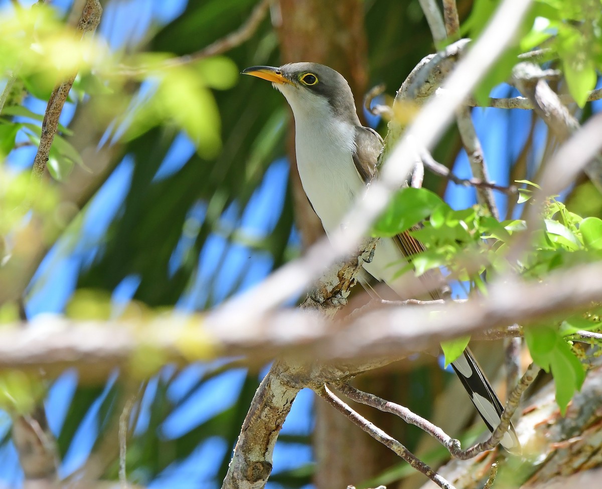 Yellow-billed Cuckoo - ML654584962
