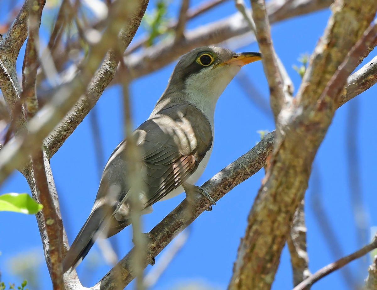 Yellow-billed Cuckoo - ML654584972