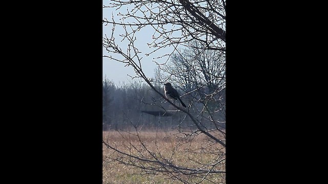 Kuzeyli Taklitçi - ML654585033