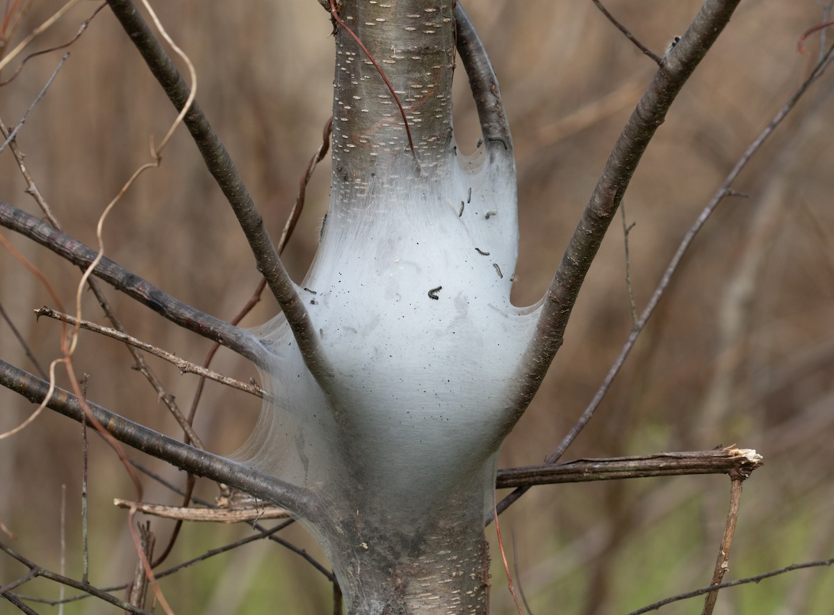 Eastern Tent Caterpillar Moth - ML654586135