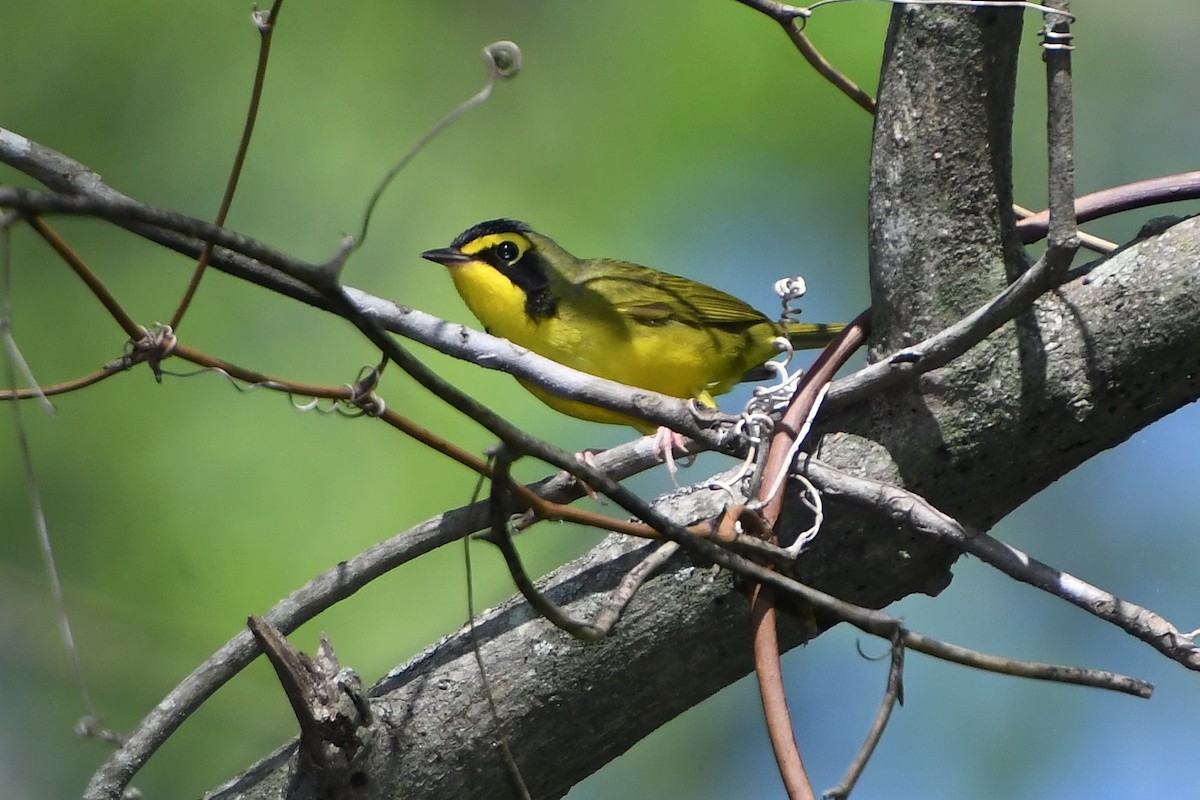 kentuckyparula - ML654586625
