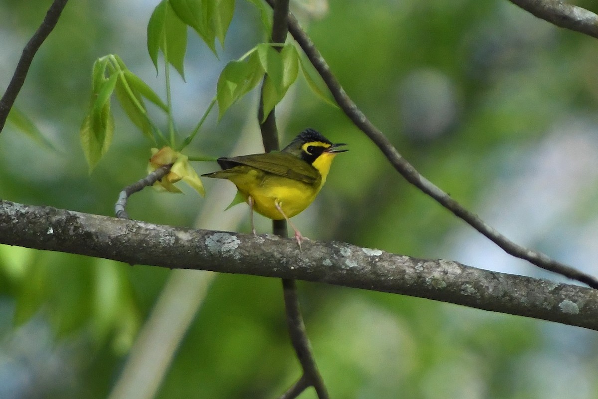 kentuckyparula - ML654586627