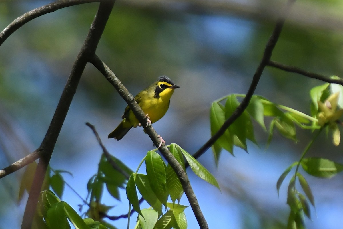 kentuckyparula - ML654586628