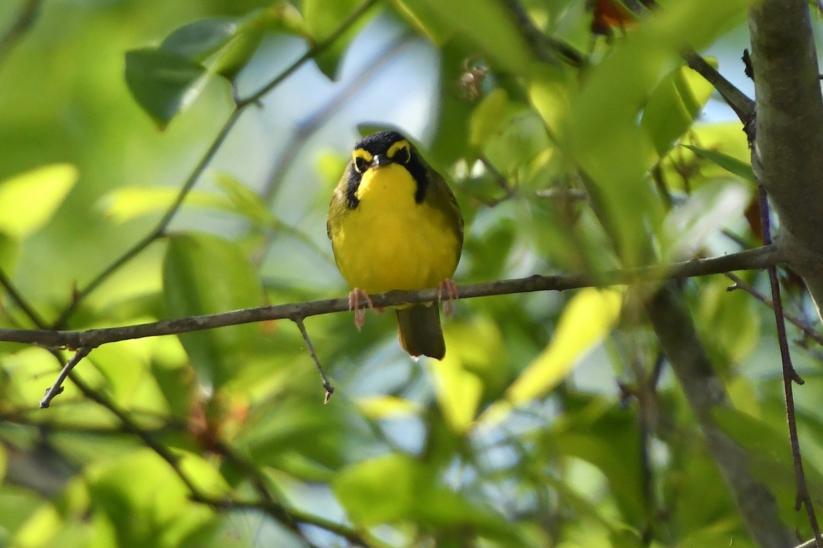 kentuckyparula - ML654586973