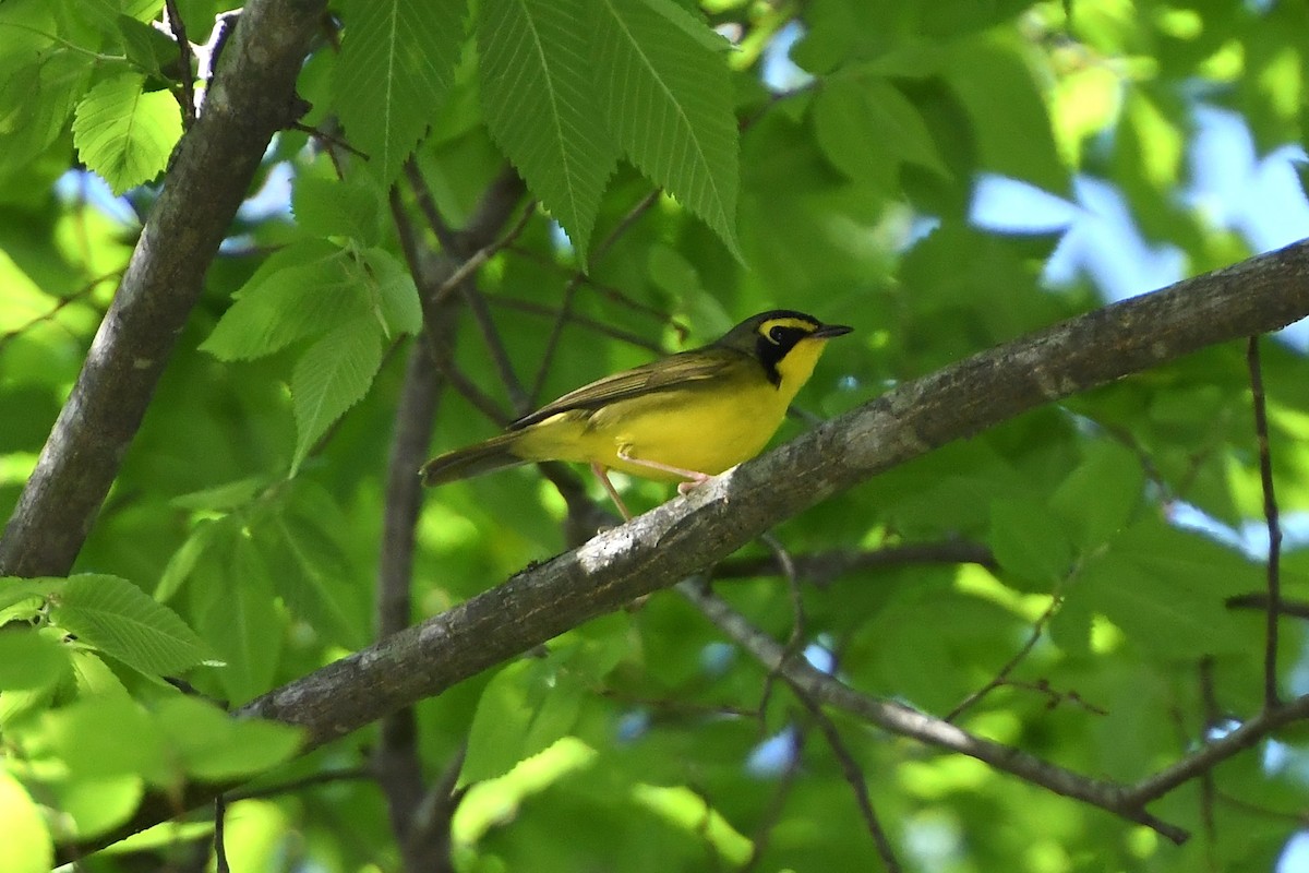 kentuckyparula - ML654586975