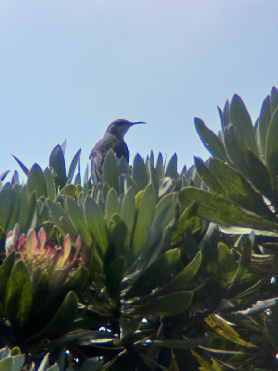 Gurney's Sugarbird - ML654587142