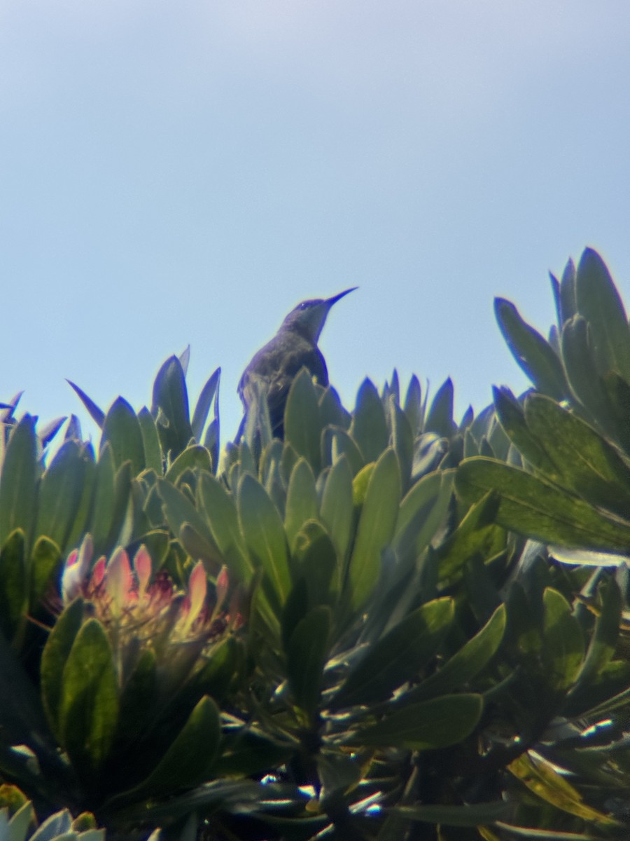 Gurney's Sugarbird - ML654587143