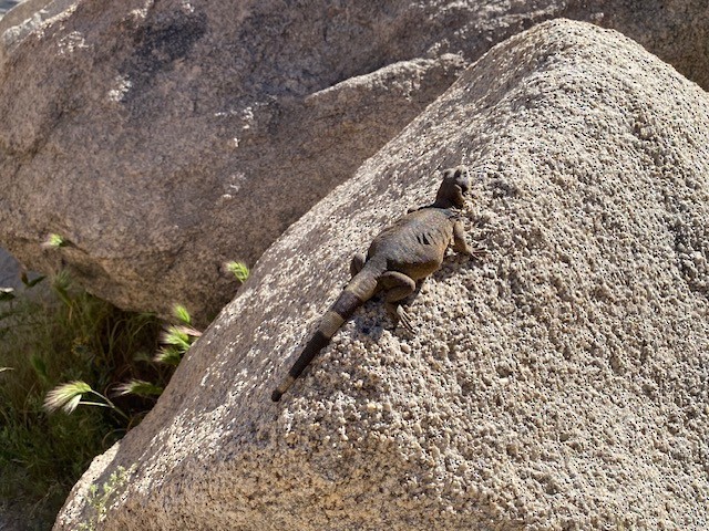 Common Chuckwalla - ML654588203