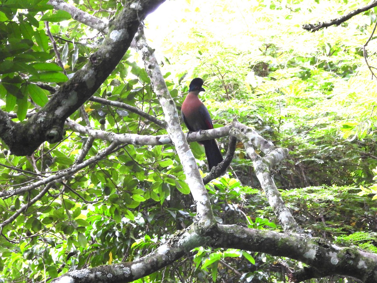 Purple-crested Turaco - ML654589009