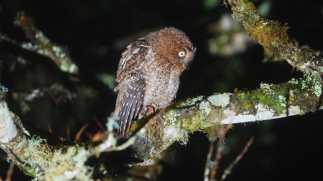 Сплюшка коста-риканська - ML654589583