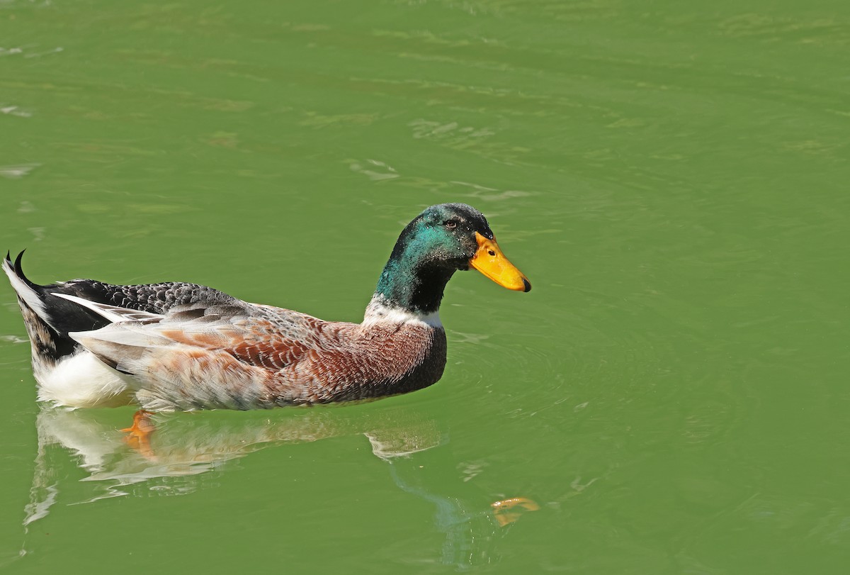 Yeşilbaş (evcil tip) - ML654589884