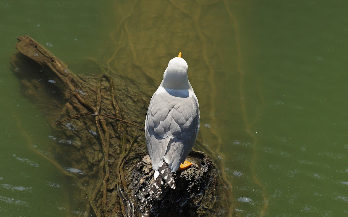 Gümüş Martı - ML654589892