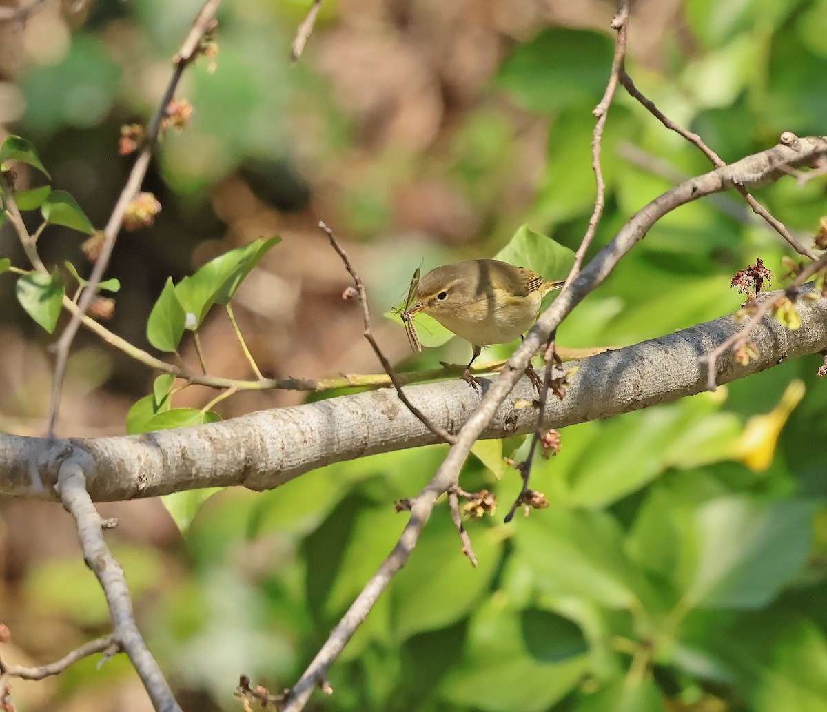 Çıvgın - ML654589906