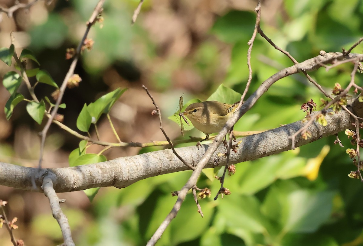 Çıvgın - ML654589907