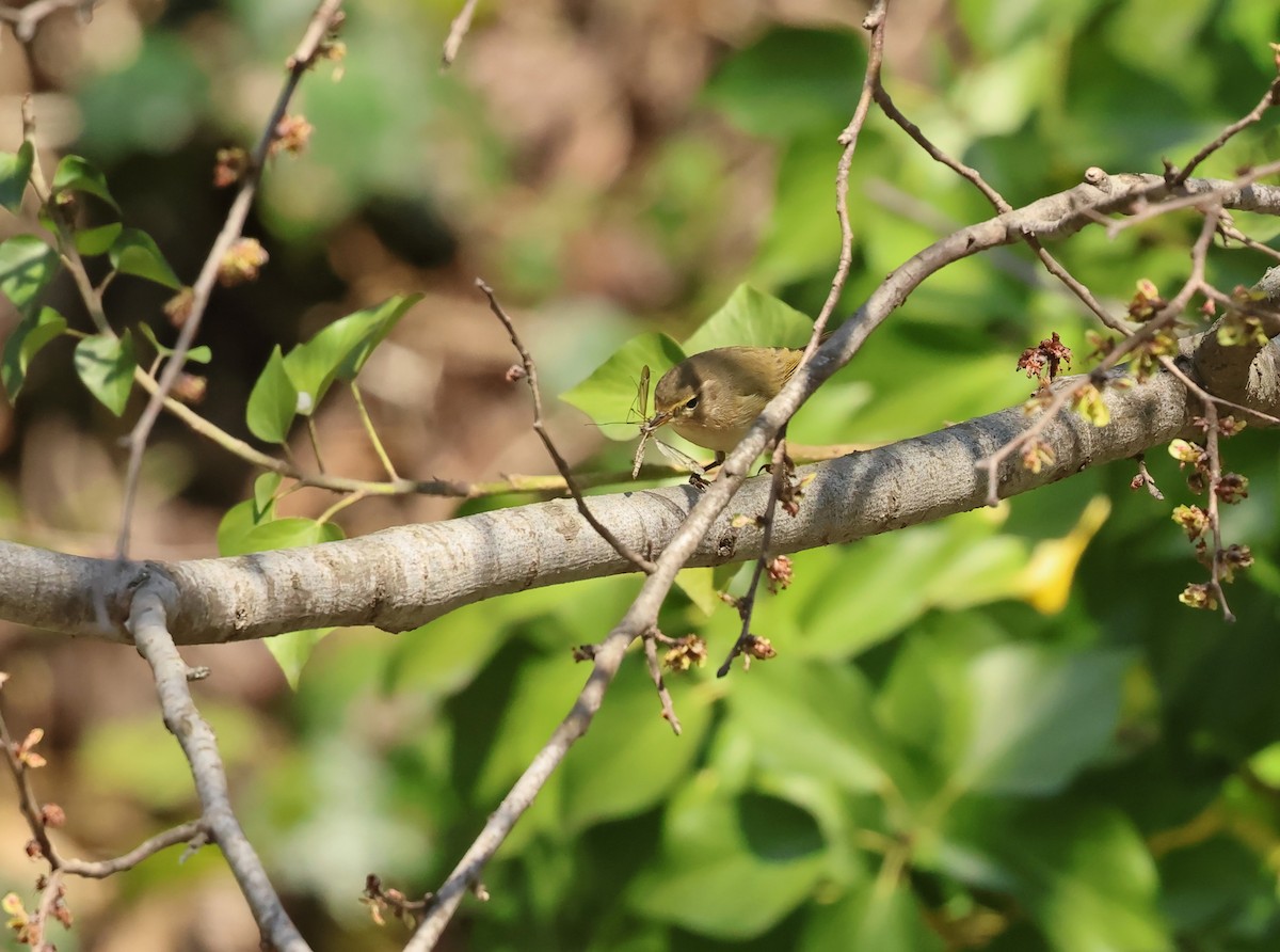 Çıvgın - ML654589908