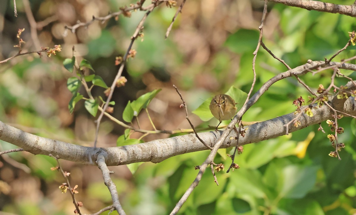 Çıvgın - ML654589909