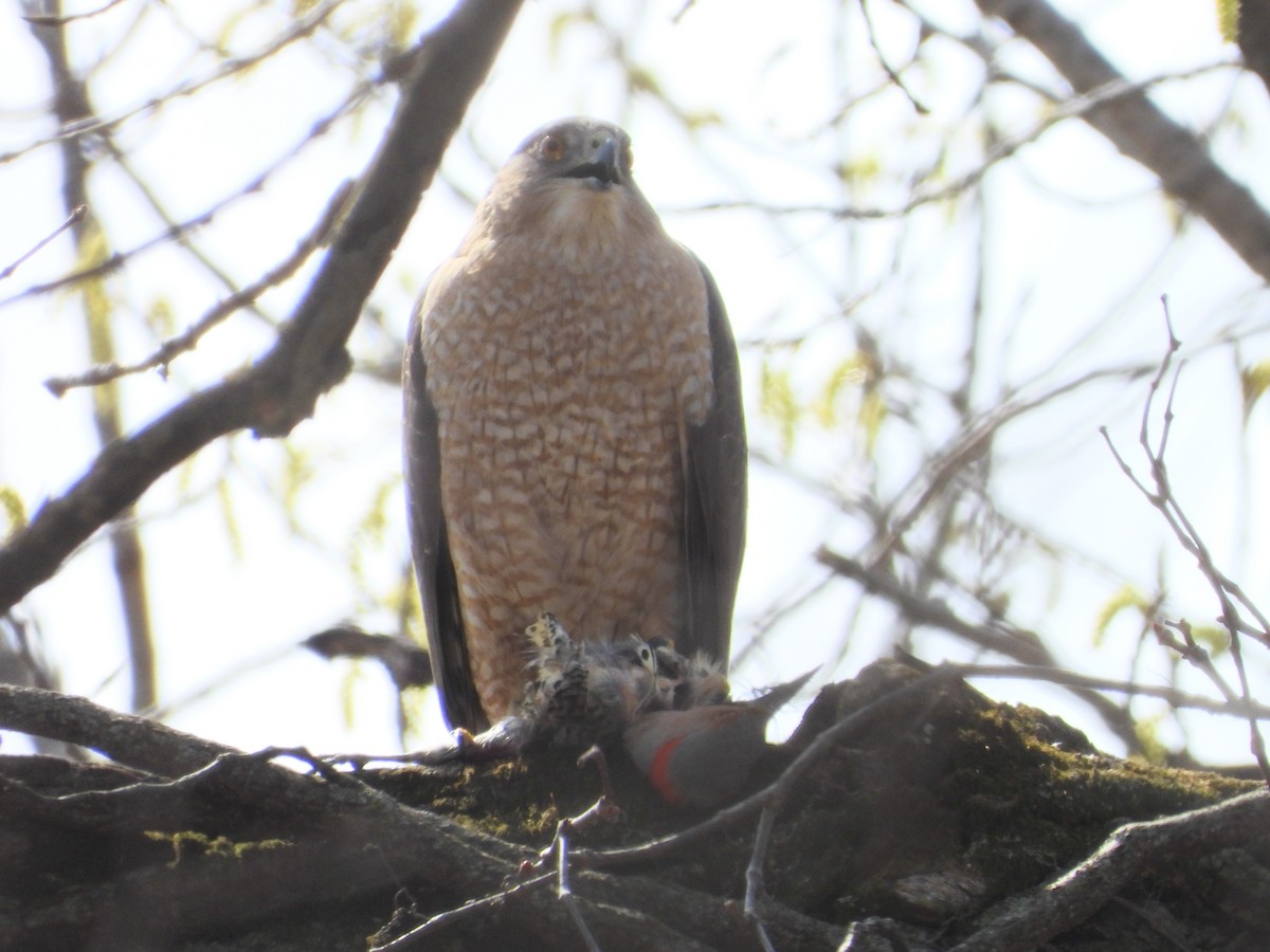 Gavilán de Cooper - ML654590741