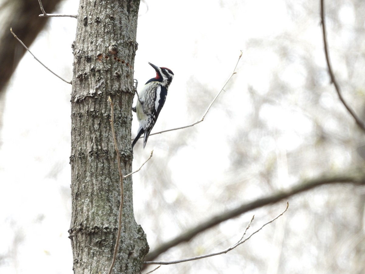 Chupasavia Norteño - ML654590786