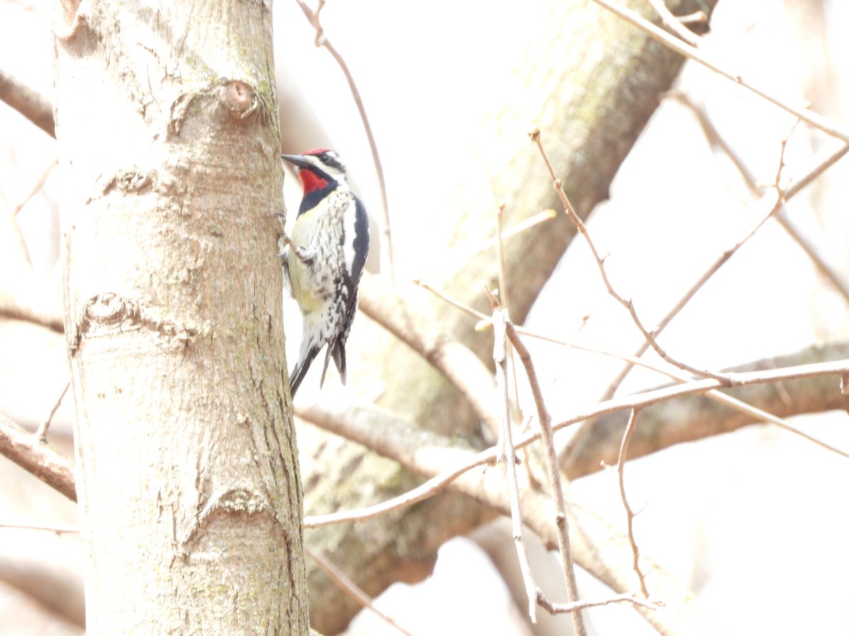 Chupasavia Norteño - ML654590787