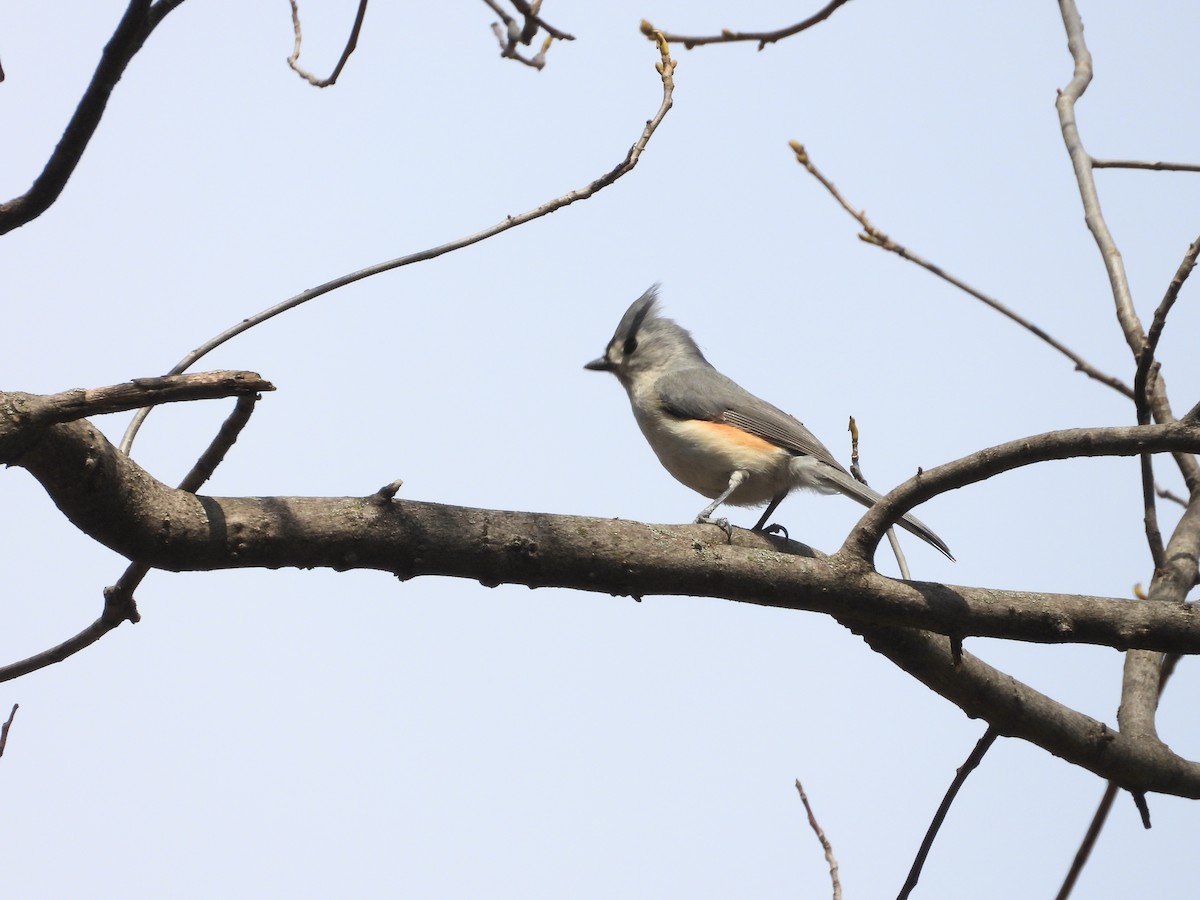 Herrerillo Bicolor - ML654590830