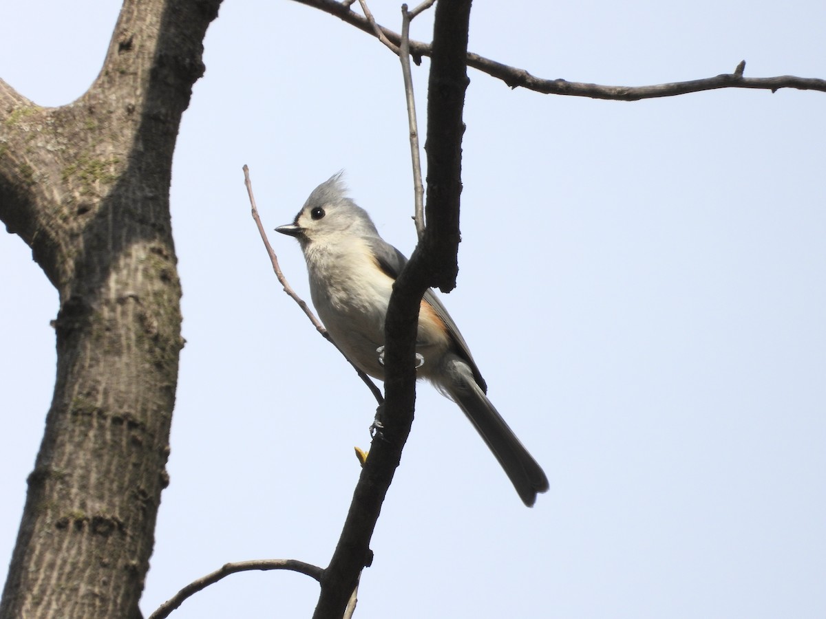 Herrerillo Bicolor - ML654590831