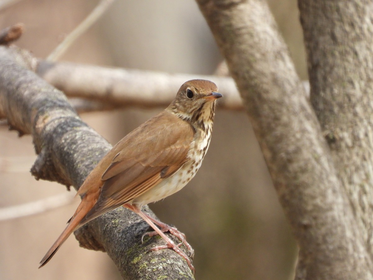 Zorzalito Colirrufo - ML654590903