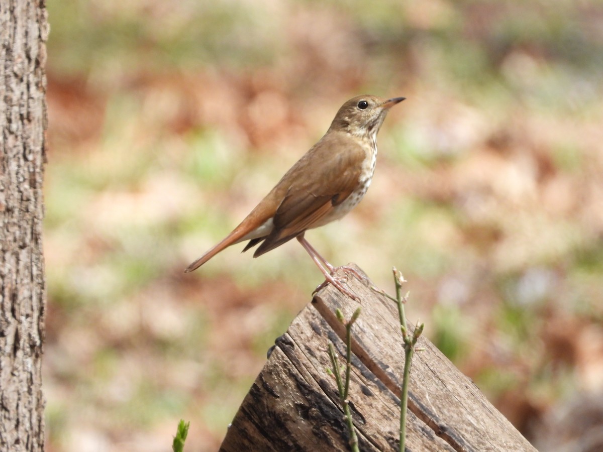 Zorzalito Colirrufo - ML654590909