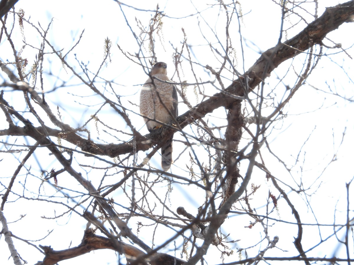 Gavilán de Cooper - ML654590963