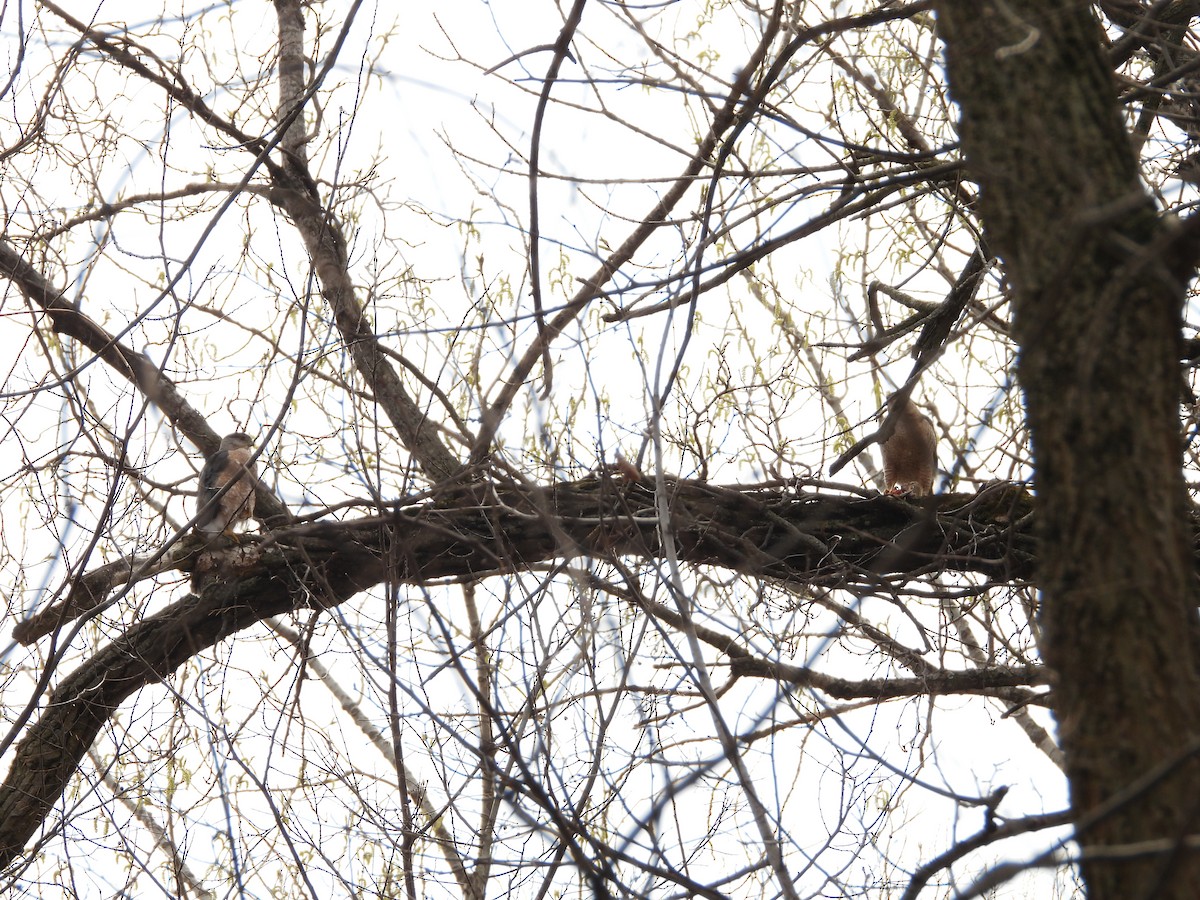 Gavilán de Cooper - ML654590964