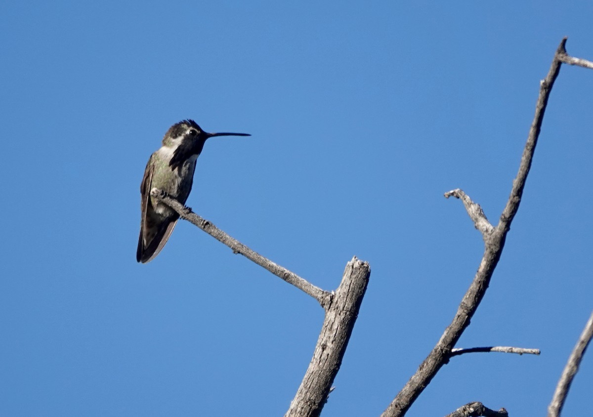 Costa's Hummingbird - ML654591100