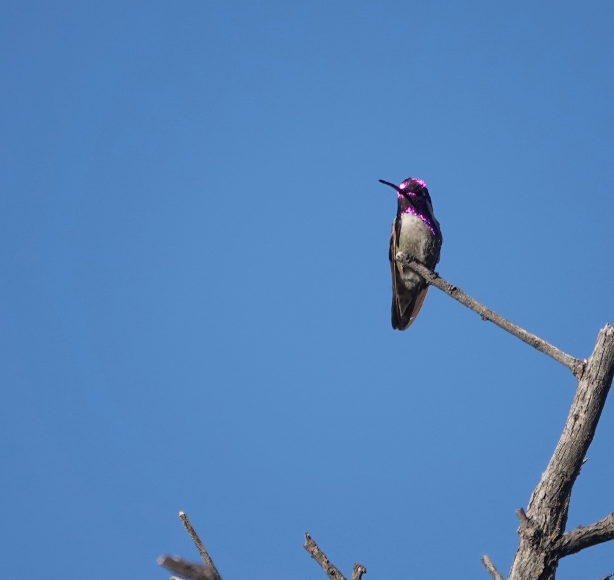 Costa's Hummingbird - ML654591101