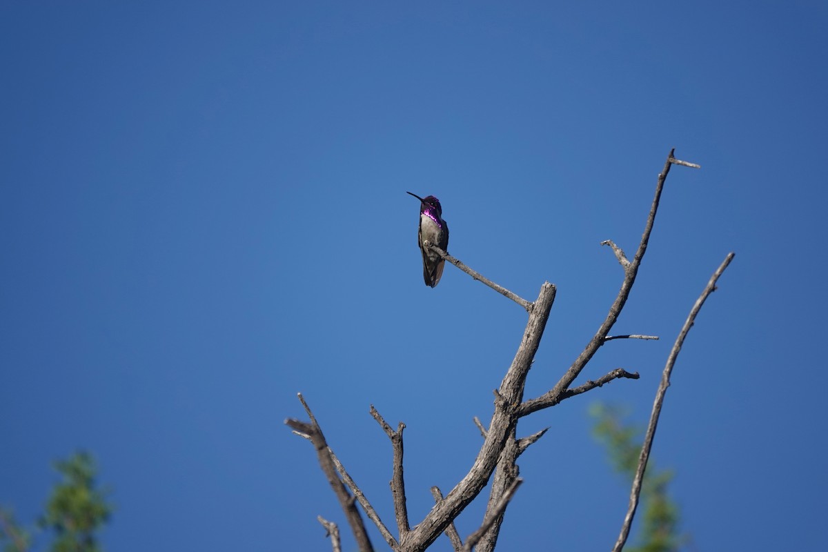 Costa's Hummingbird - ML654591102