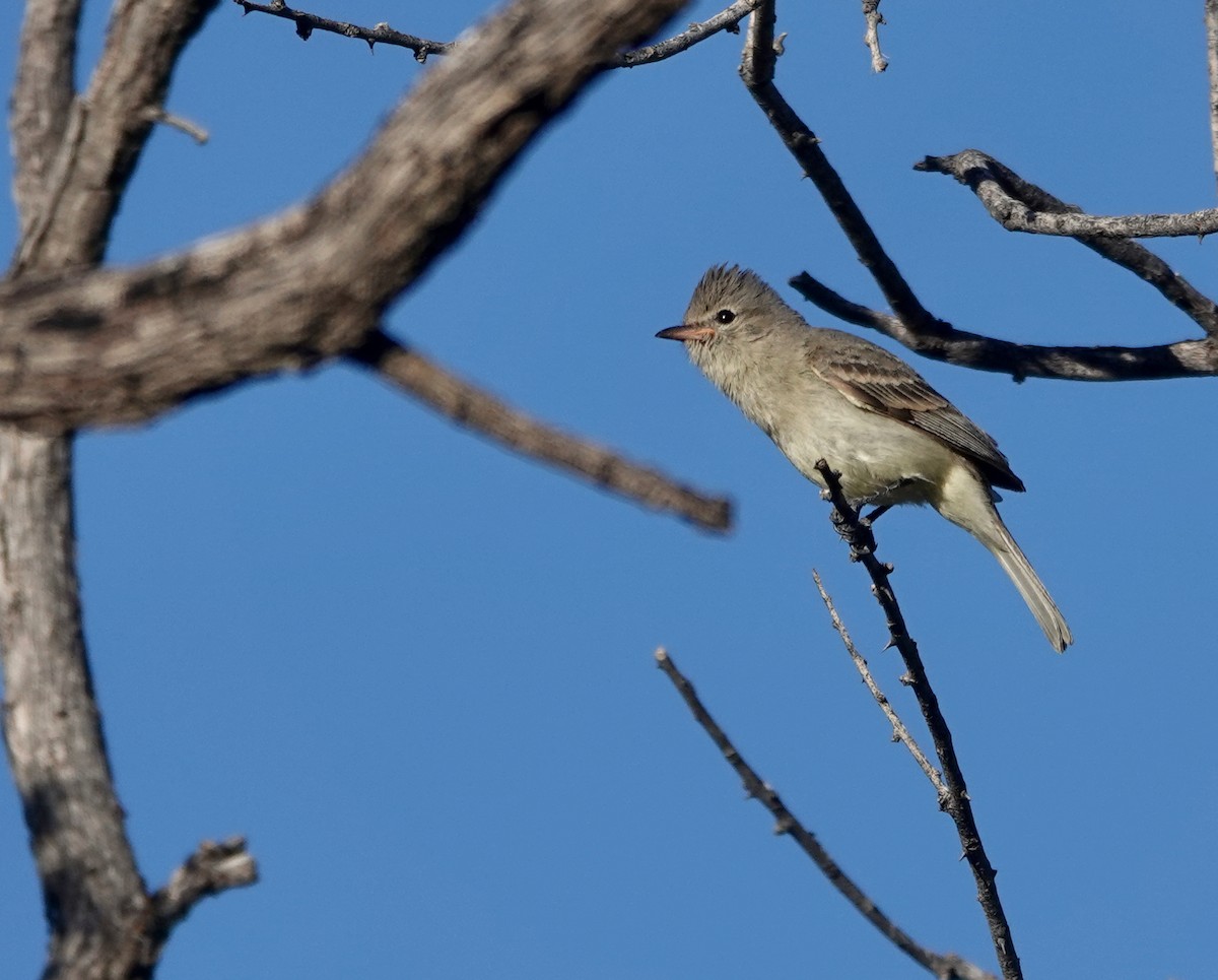 Northern Beardless-Tyrannulet - ML654591126