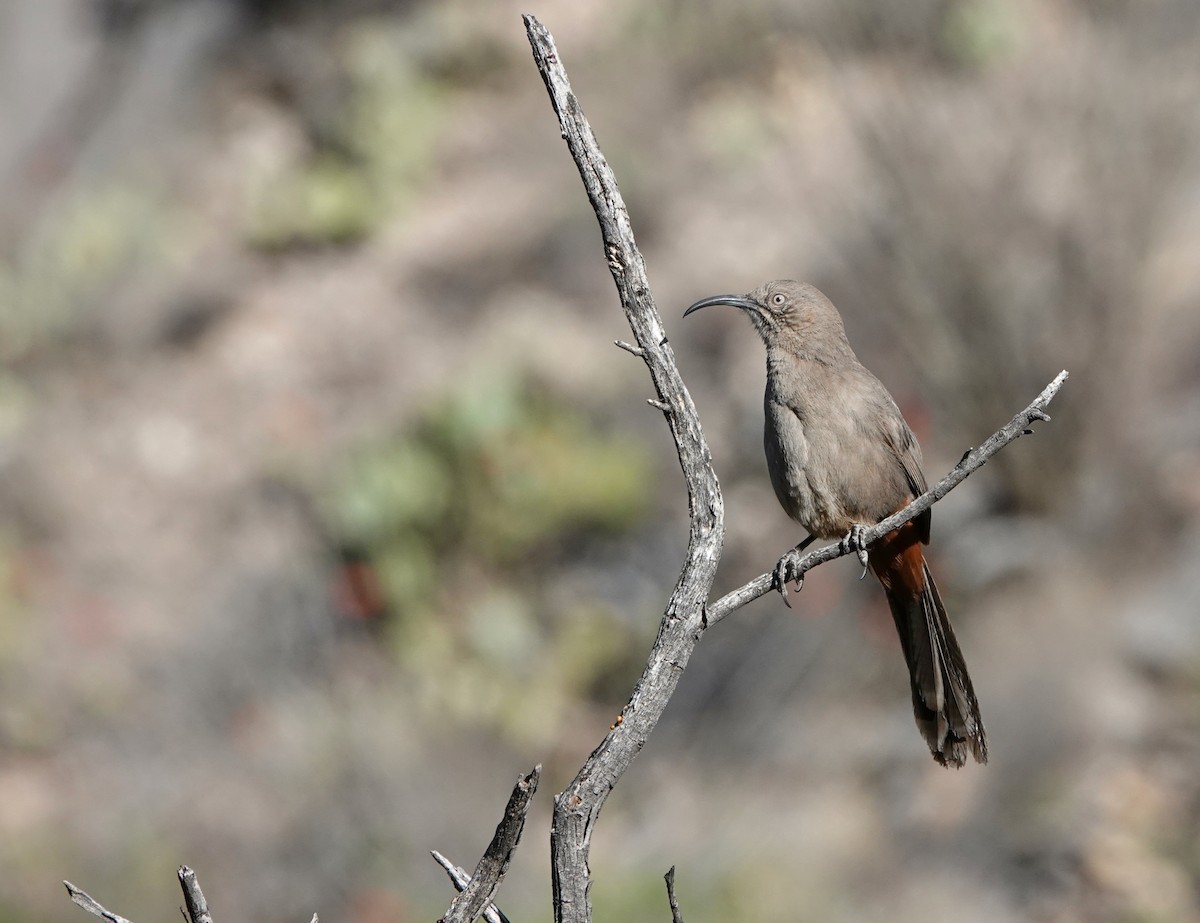 Crissal Thrasher - ML654591155
