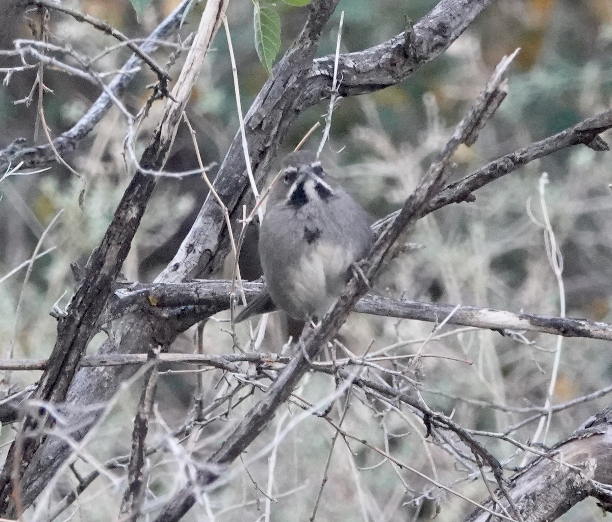 Five-striped Sparrow - ML654591273