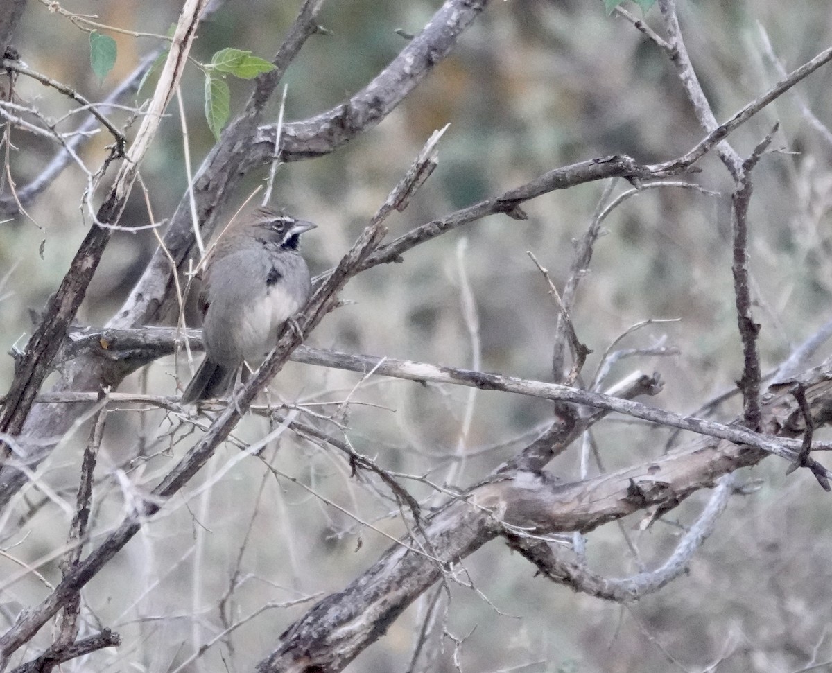 Five-striped Sparrow - ML654591274