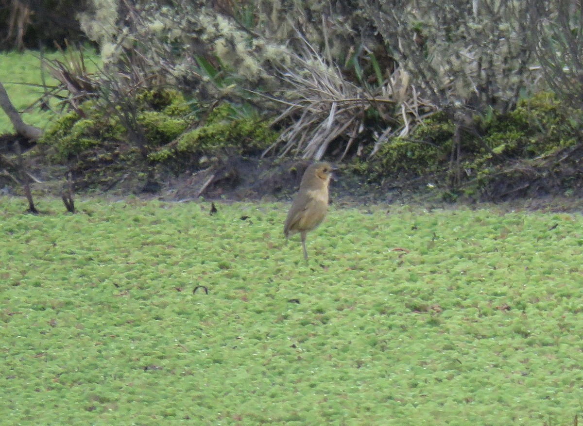 Boyaca Antpitta - ML654591615