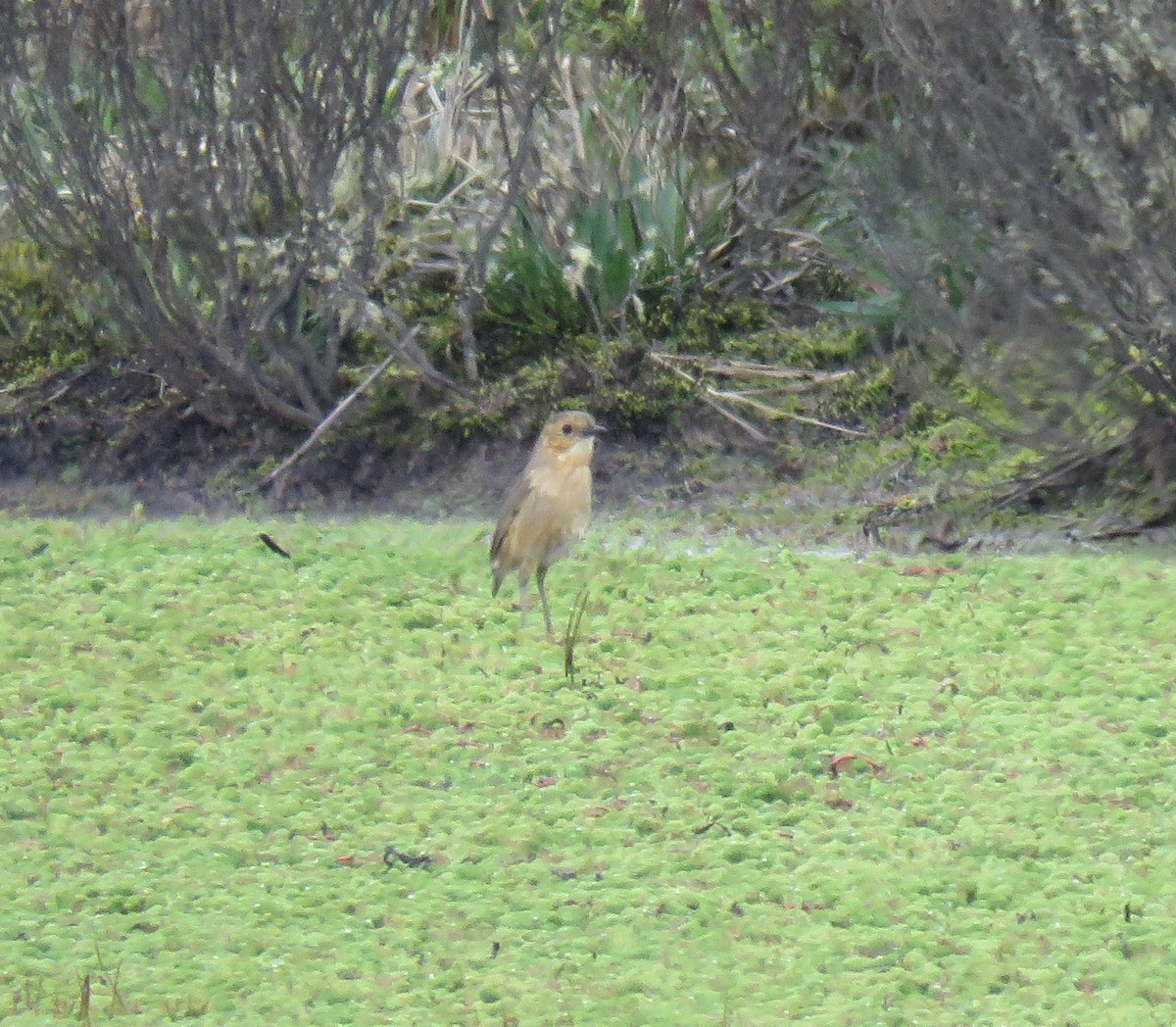 Boyaca Antpitta - ML654591616