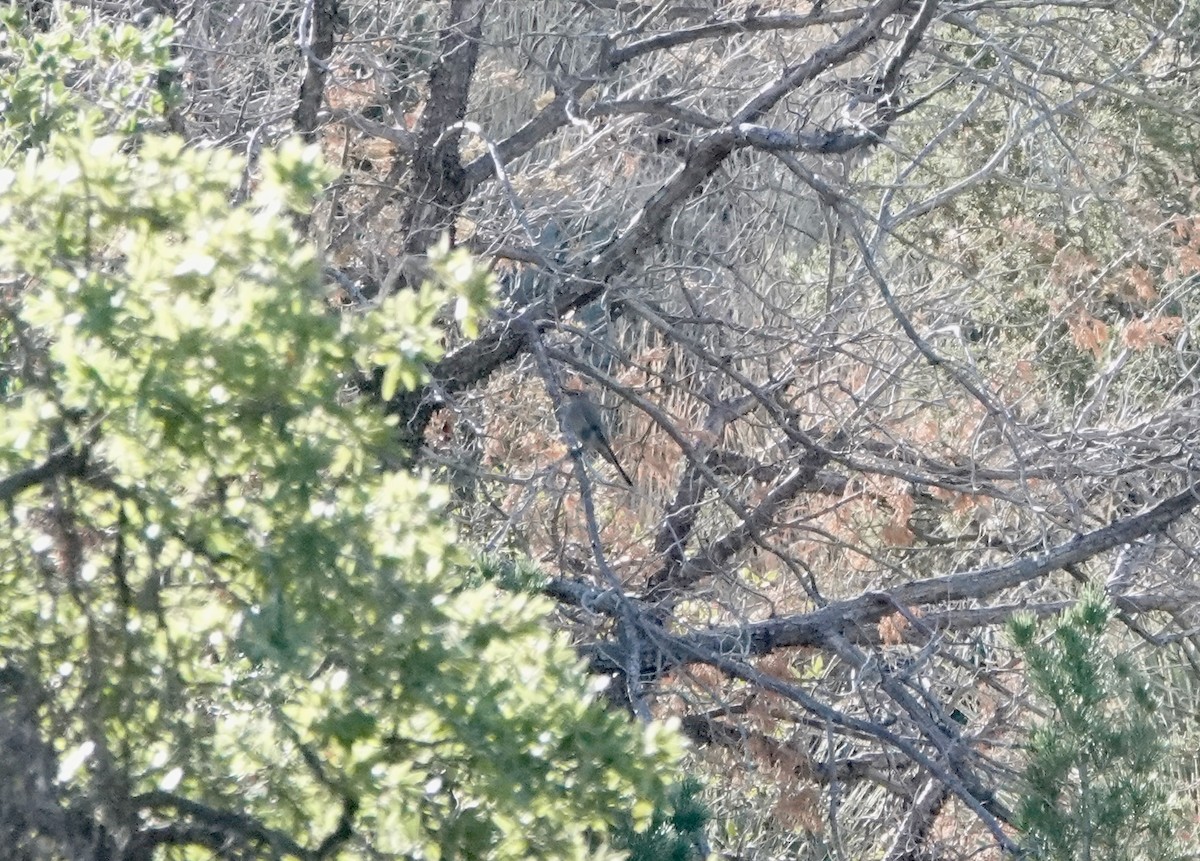 Townsend's Solitaire - ML654591783